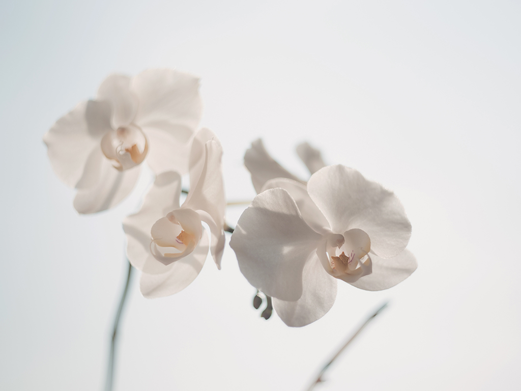 close white flowers
